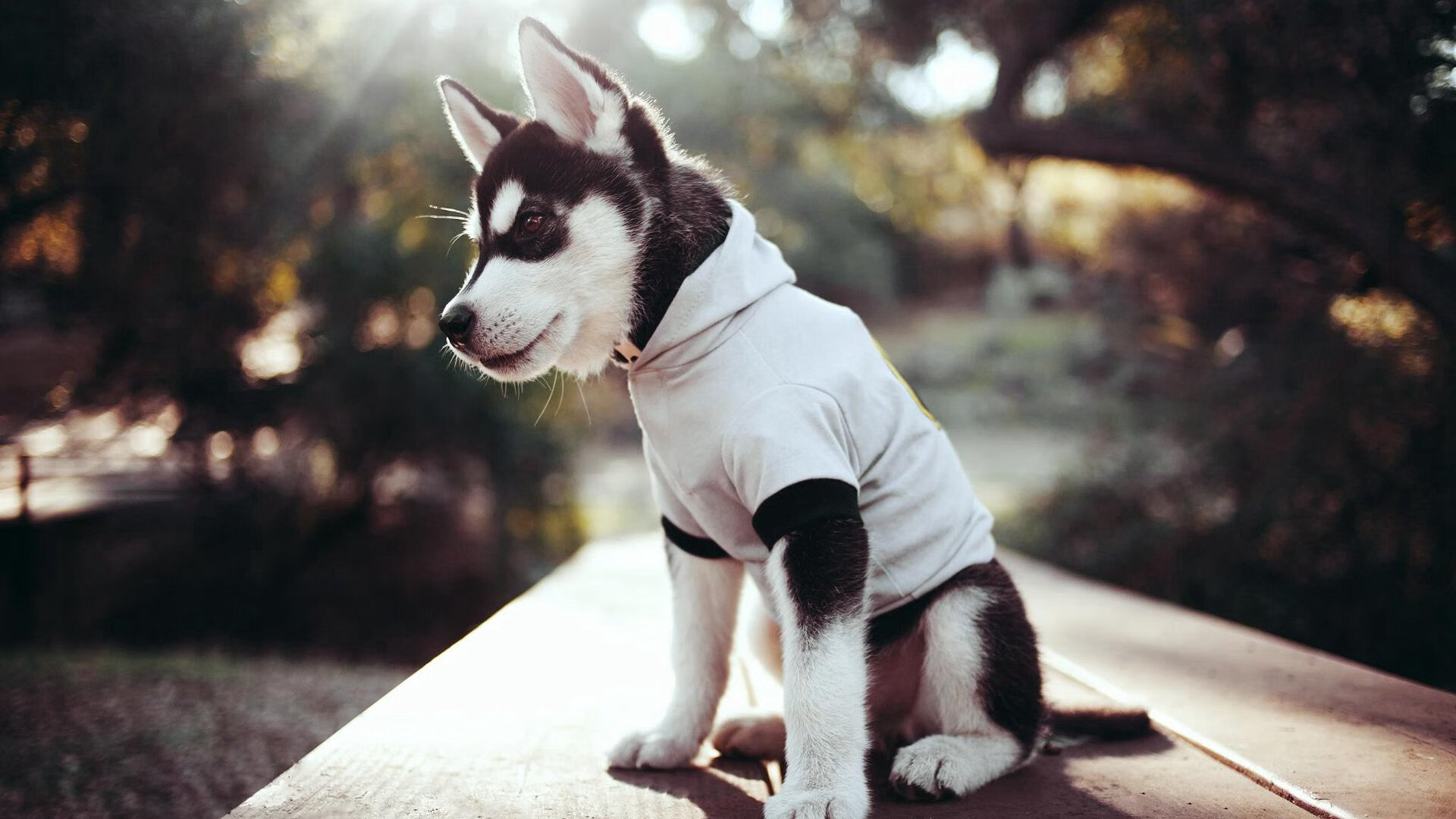 Kaiyun(中国)开云-【青训计划】培养未来棒球明星的秘诀，棒球培训前景