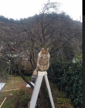 德甲：莱比锡4-1大胜美因茨，强烈的进攻火力引人关注，莱比锡8-0美因茨