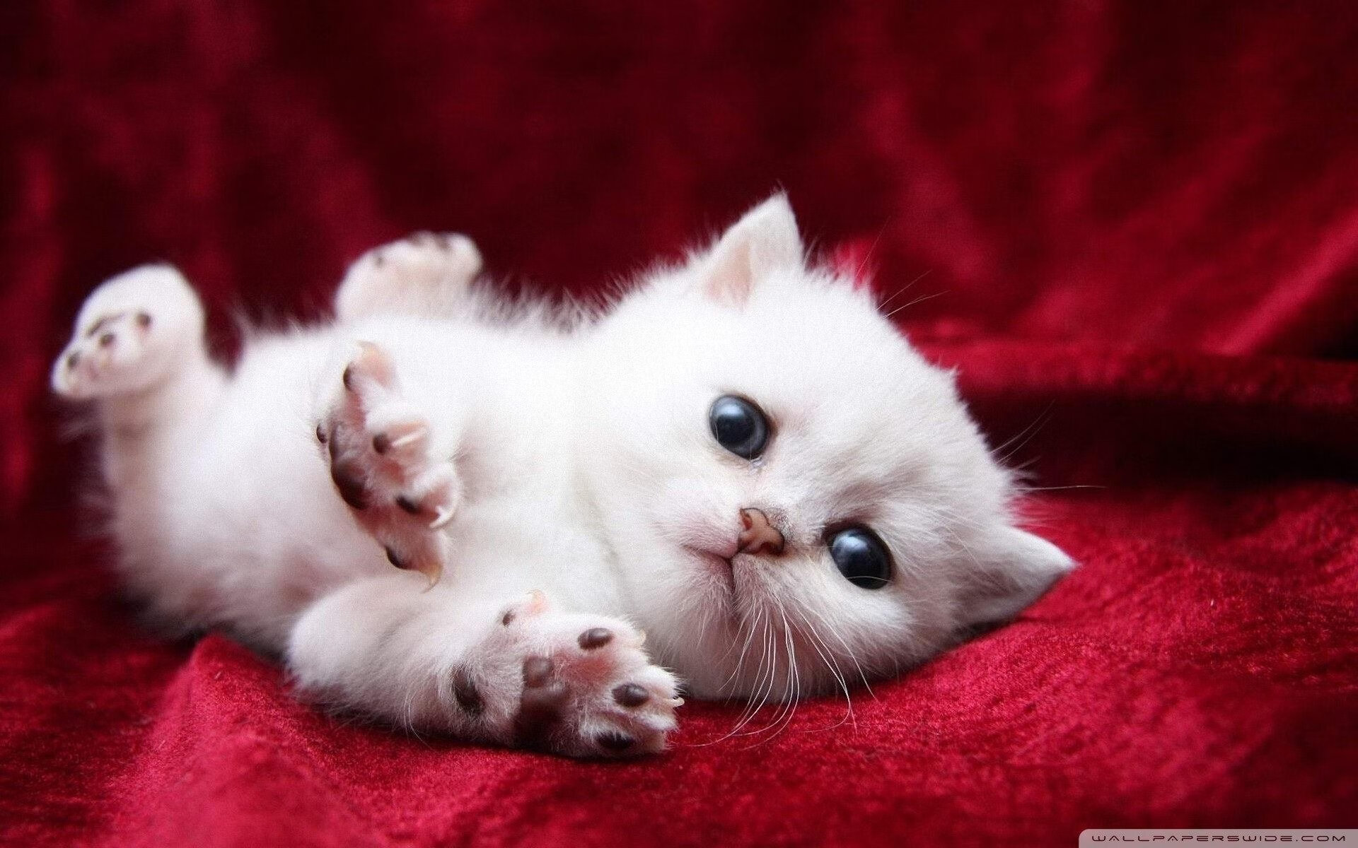 kaiyun官方网站-意甲“明星战”，精彩表现助推球队升华，意甲大牌球星