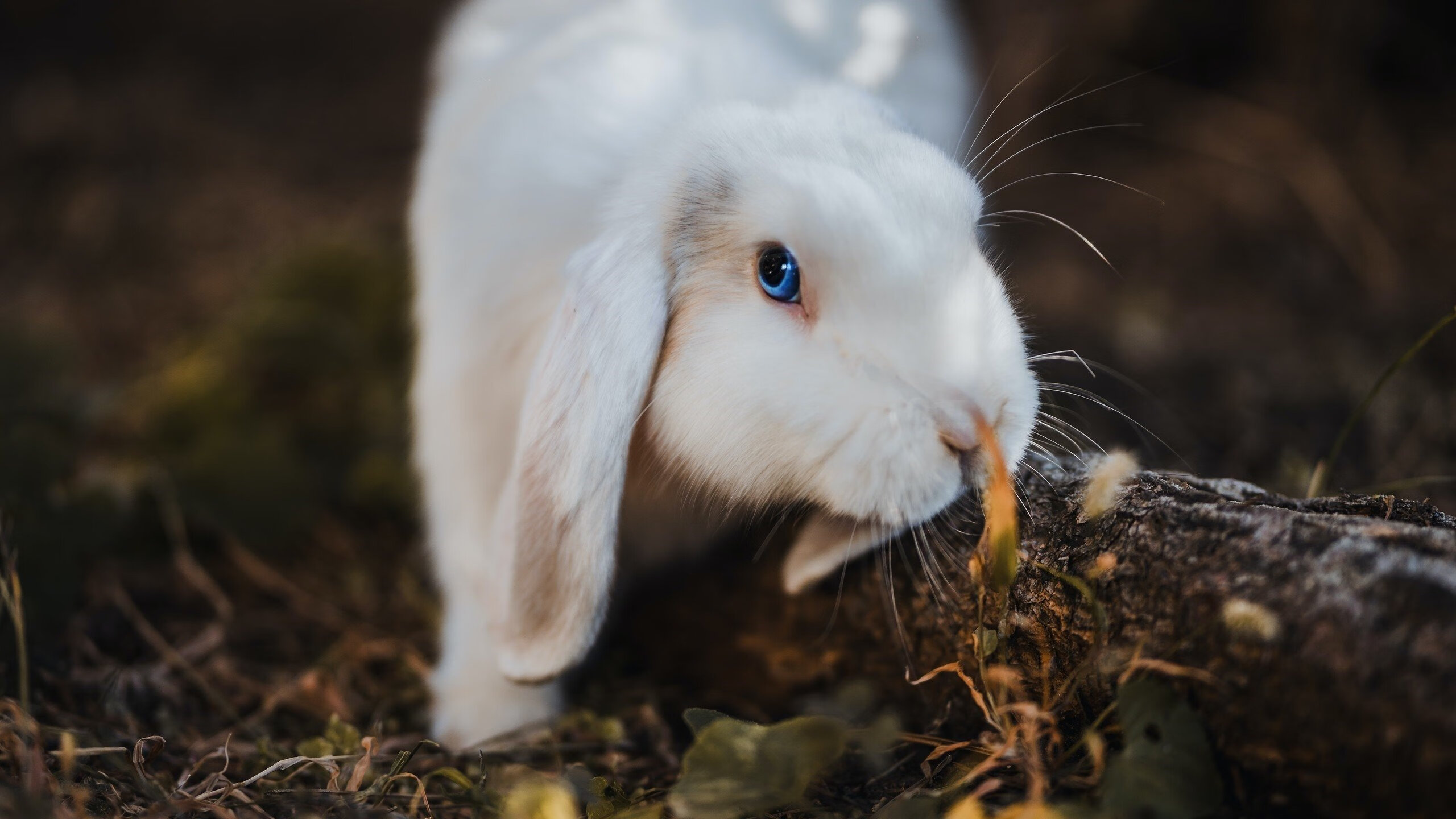 开云网站-热刺引援首发球员，为新赛季做足准备，热刺引援首发球员,为新赛季做足准备的是谁