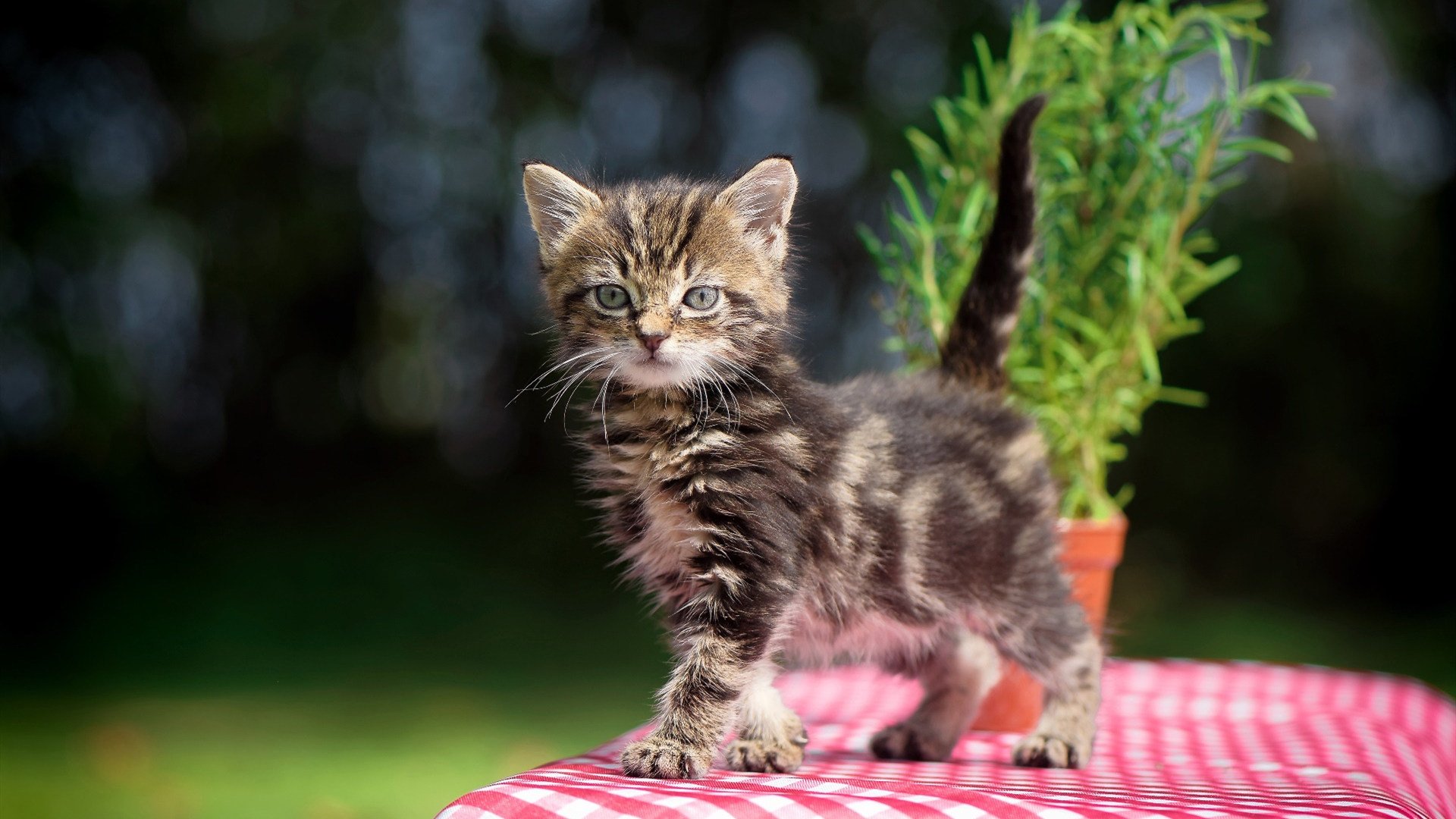 热刺引援首发球员,为新赛季做足准备,热刺引援首发球员,为新赛季做足准备的是谁