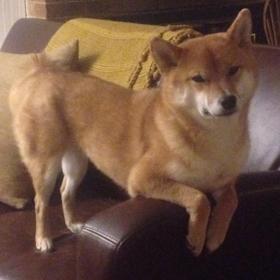 kaiyun登录入口-球迷“自制大片”：最燃的比赛瞬间你都看了吗？，如何制作十佳球集锦