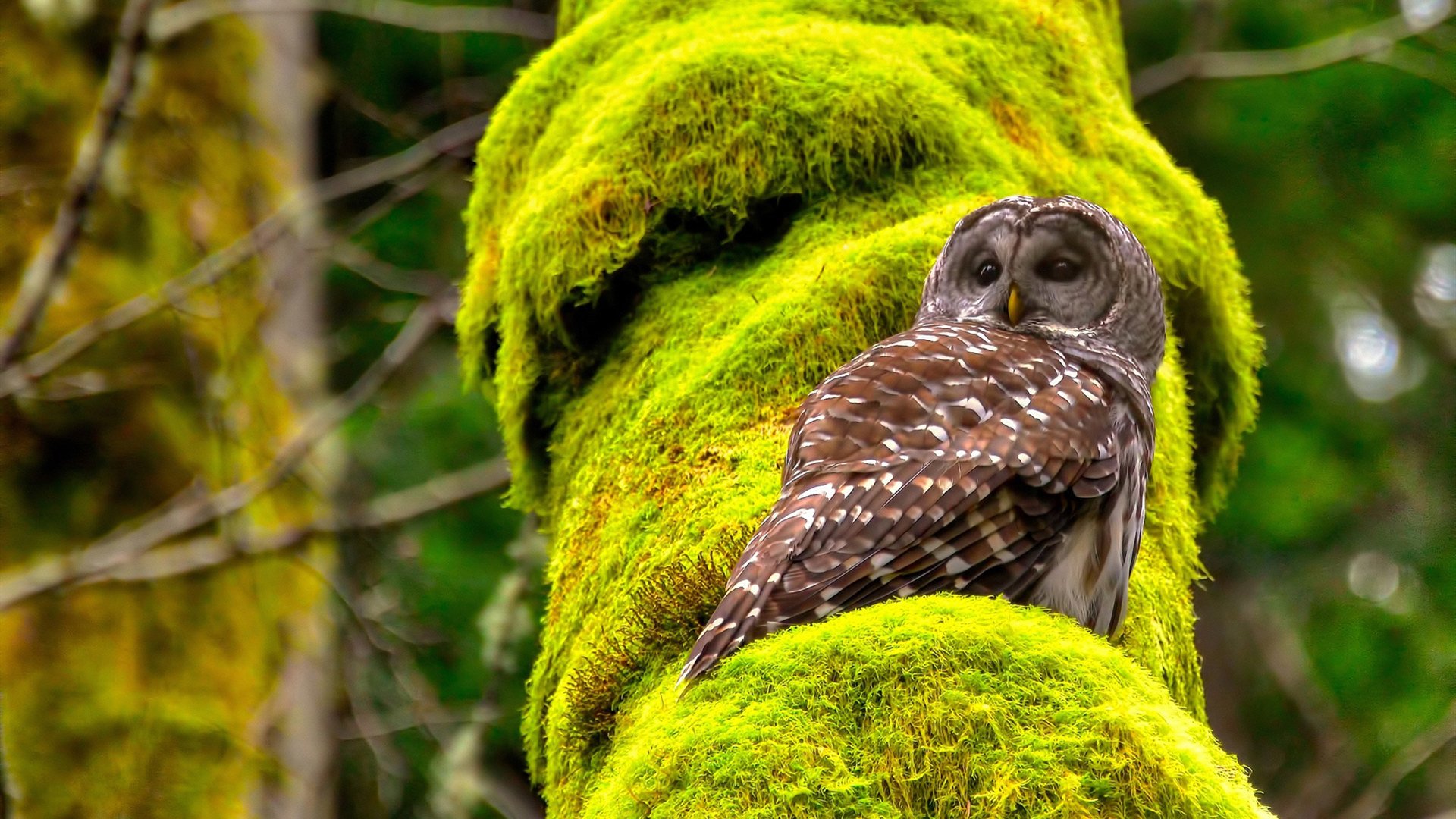 精彩攻防不断，法甲赛场豪情万丈，法甲豪门球队排名前十