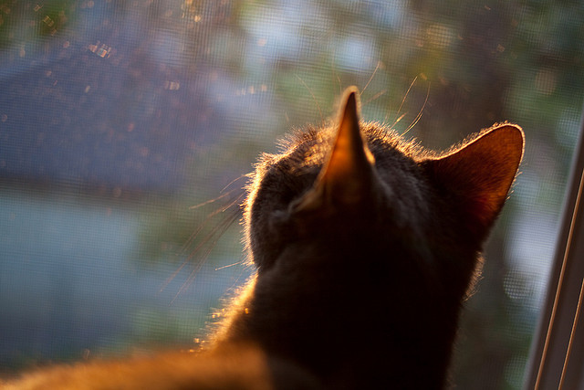 草原特色骑马体验赛,感受大自然的奔跑自由,草原骑马比赛