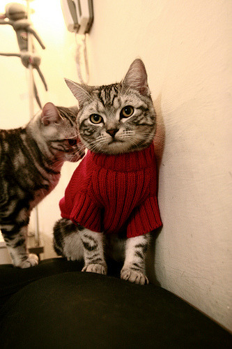 开云·体育官网-LCS新赛季引入赛制改革，lcs2021赛季