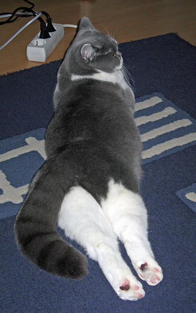 勒沃库森引援问题，俱乐部有意签下新后卫，勒沃库森新帅