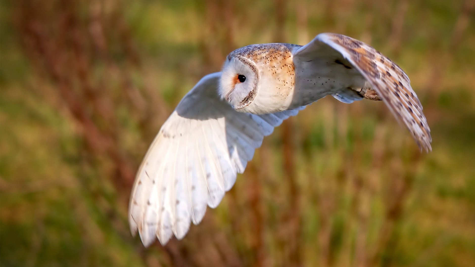 开云网站-奥利·沃特金斯因伤退出英格兰国家队，沃特金斯格伦州立公园