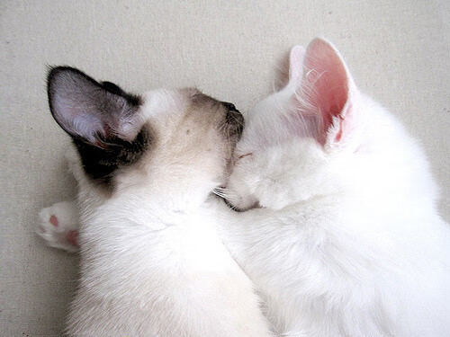 奥斯汀马刺训练营表现优异，奥斯卡马丁内斯