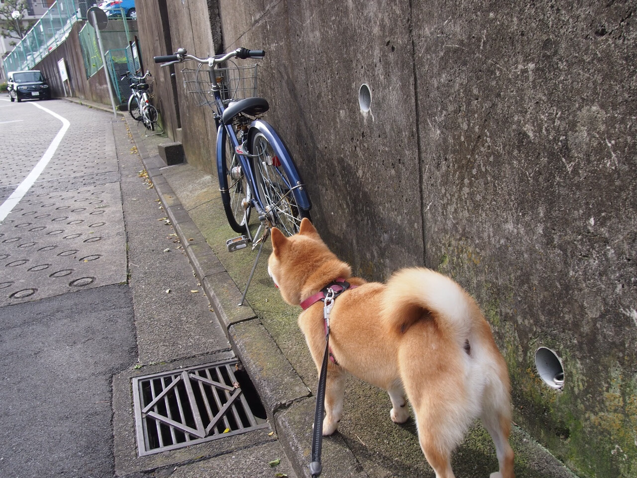 波尔多客场憾负昂热,赛季表现蒙阴影,波尔多人