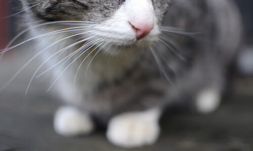 世界雪车锦标赛中国选手跻身前八,世界雪车锦标赛用车多少钱