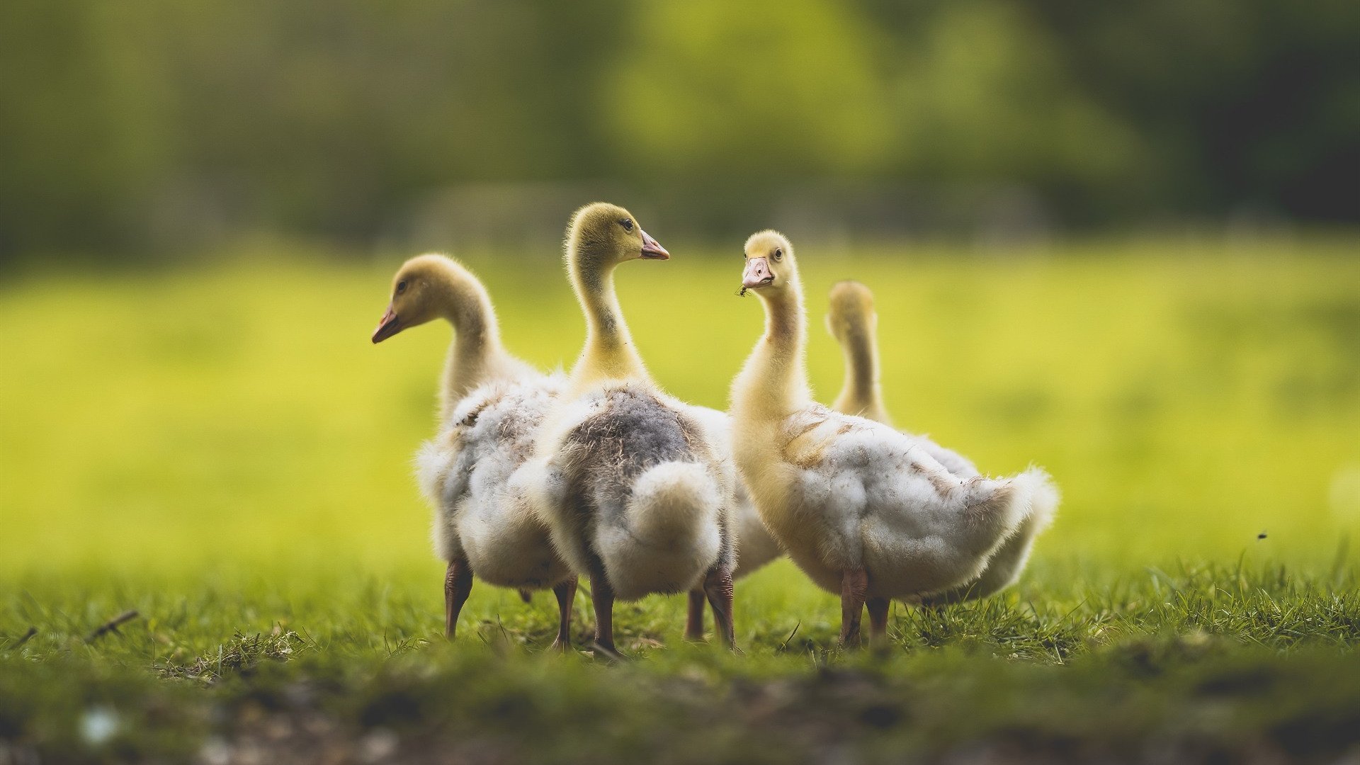 快节奏比赛中是否需简化战术执行内容，快节奏体现在哪些方面