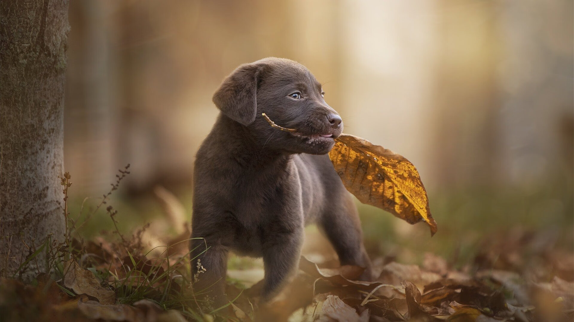 KAIYUN 中国大陆-直播技术突破提升赛事观赏性，直播技术怎么实现