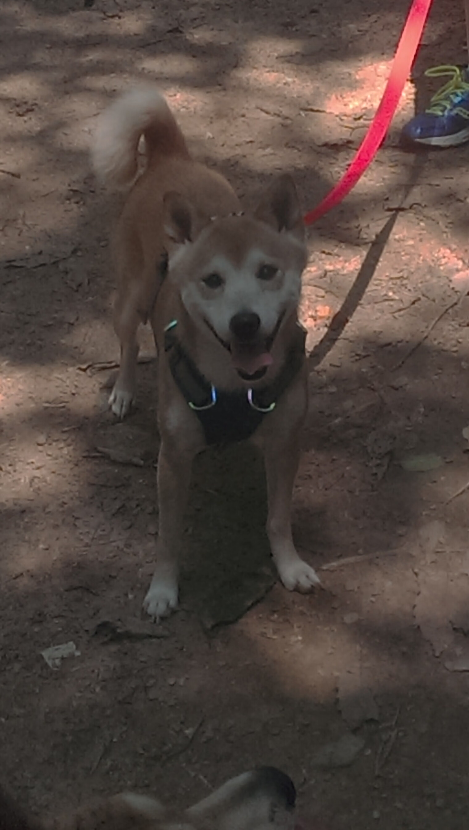 kaiyun登录入口-东契奇表示球队氛围积极更有信心，东契奇是哪个国家队