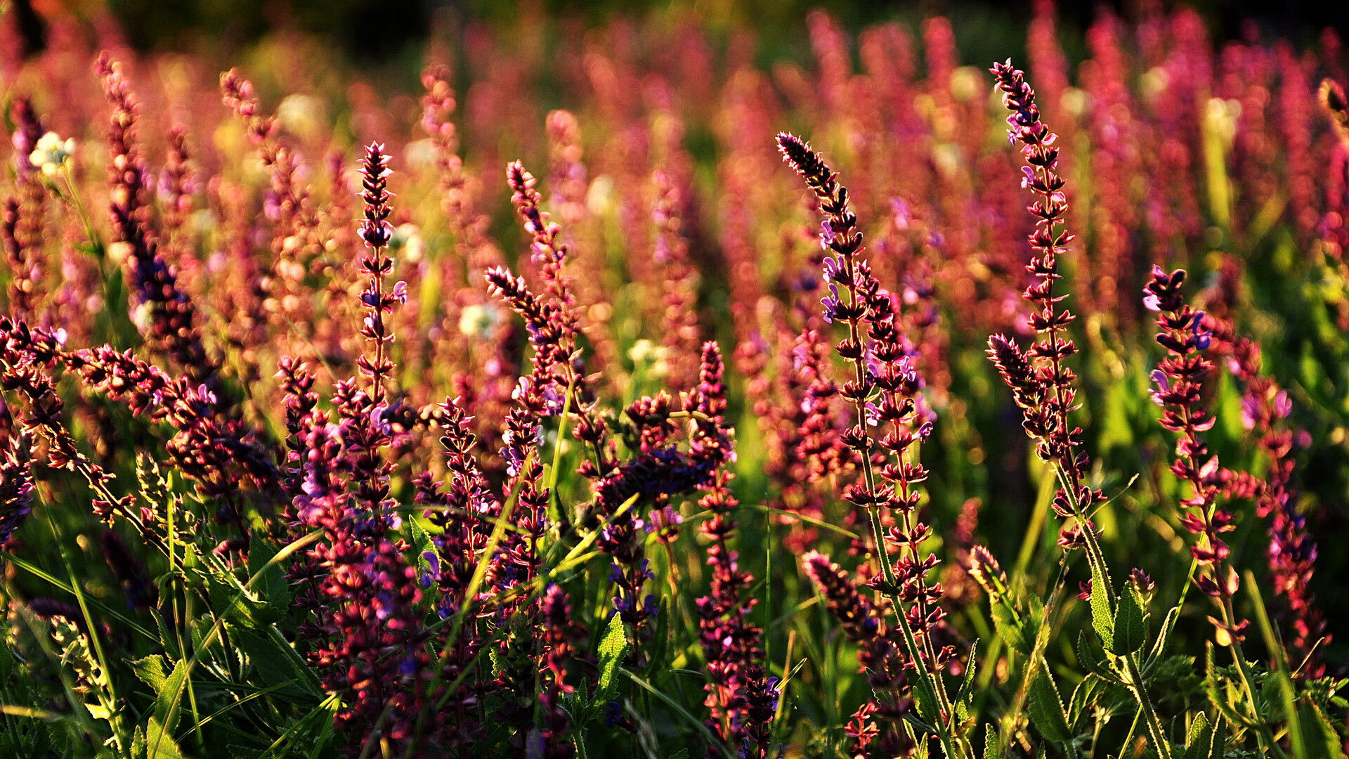 希腊女篮在欧洲锦标赛中再夺荣誉,荣耀之火永不熄灭,希腊女篮世界排名