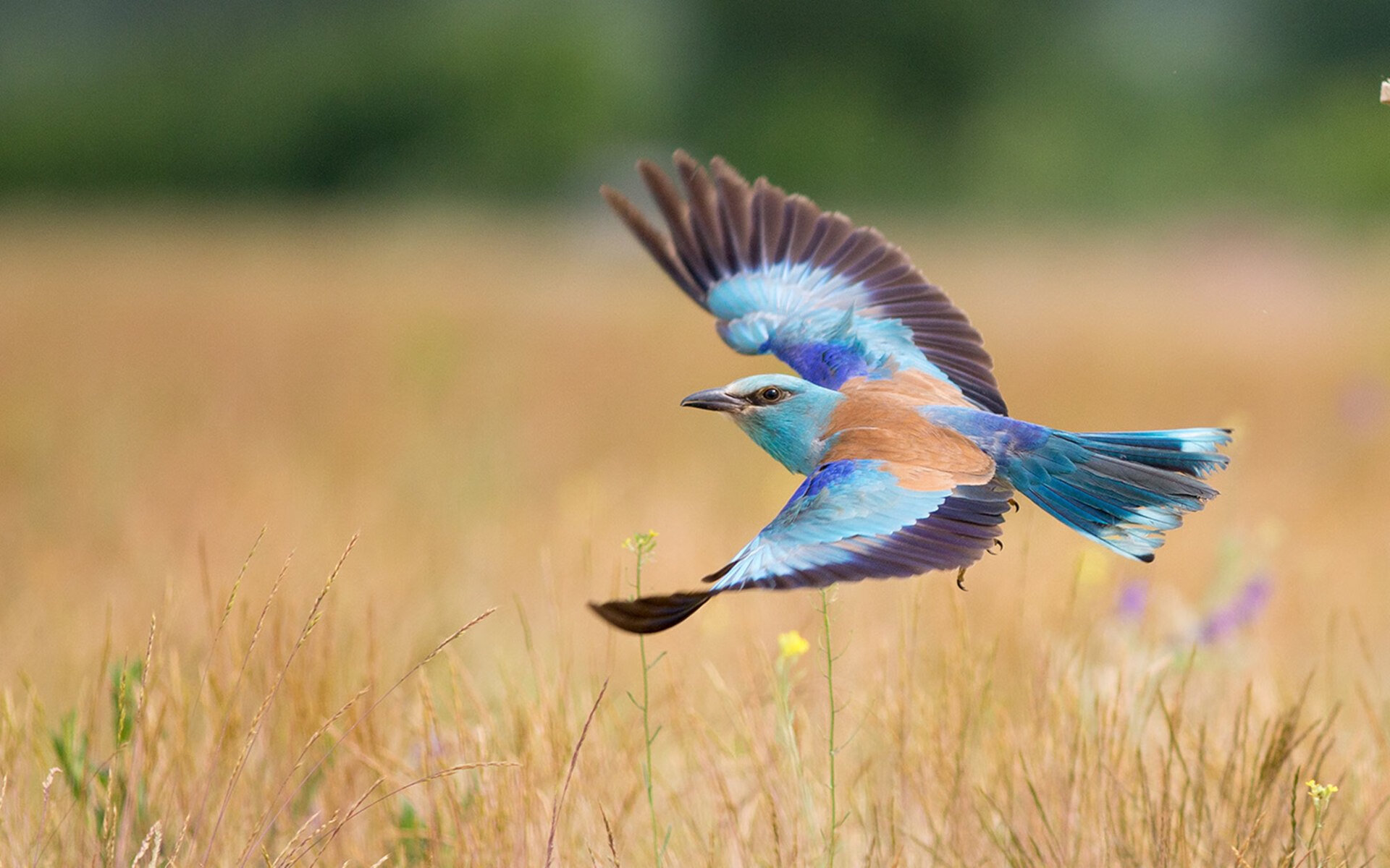 美洲杯激情燃烧:逆境中拼搏的精彩篇章,美洲杯锦集