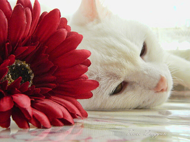 跳水难度升级突尼斯顺利完成，跳水最大难度