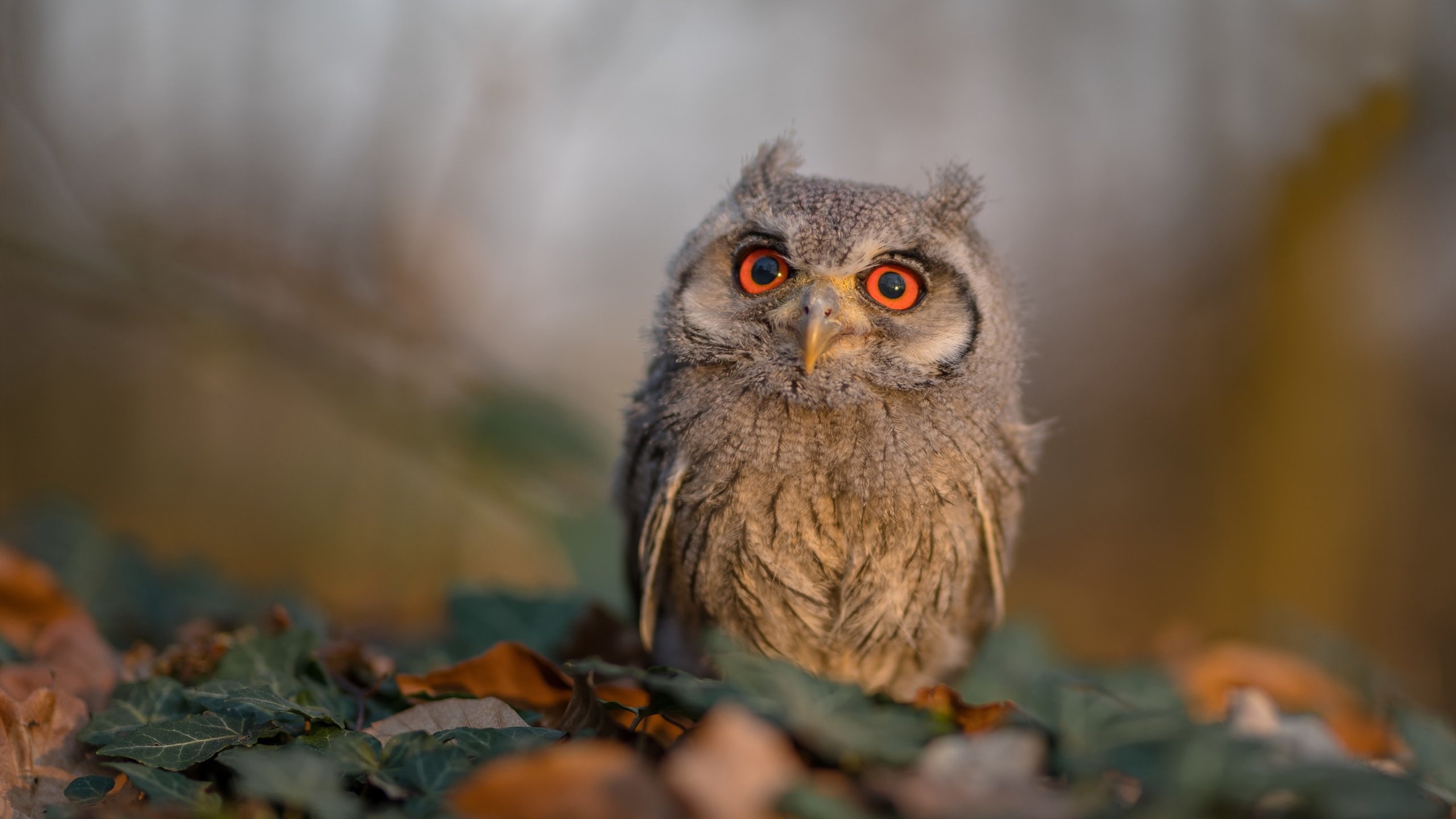 高校校园足球联赛成为输送人才重要渠道,2021高校足球联赛